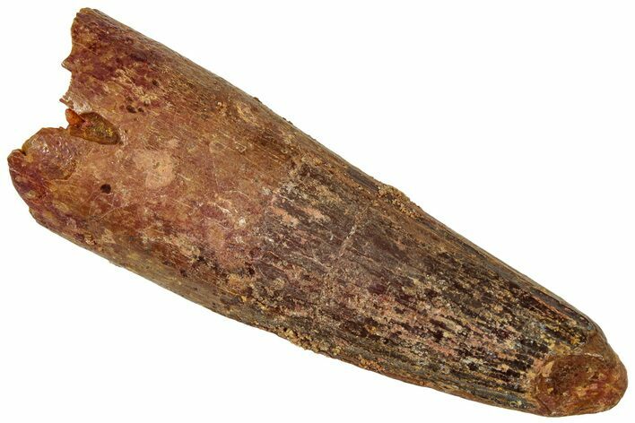 Fossil Spinosaurus Tooth - Real Dinosaur Tooth #312951